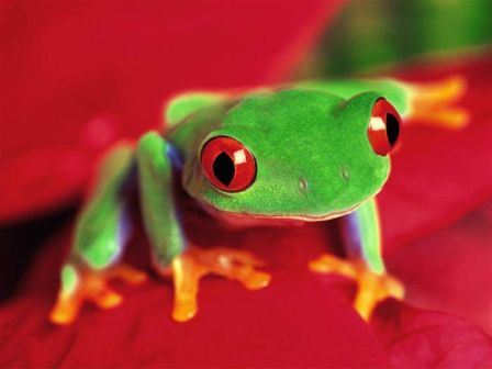 frog